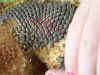 Imgp1508 med spiraler.jpg (209254 byte)
